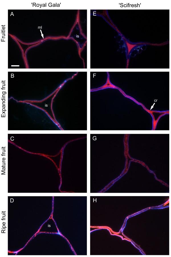 https://cdn.ncbi.nlm.nih.gov/pmc/blobs/4df0/4225529/1abd0303f095/1471-2229-13-183-5.jpg