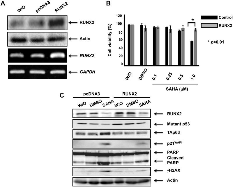 https://cdn.ncbi.nlm.nih.gov/pmc/blobs/4df5/5495219/2e2cdad38877/pone.0179884.g008.jpg