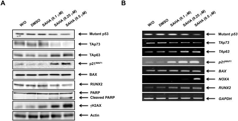https://cdn.ncbi.nlm.nih.gov/pmc/blobs/4df5/5495219/9fed3157ce09/pone.0179884.g002.jpg