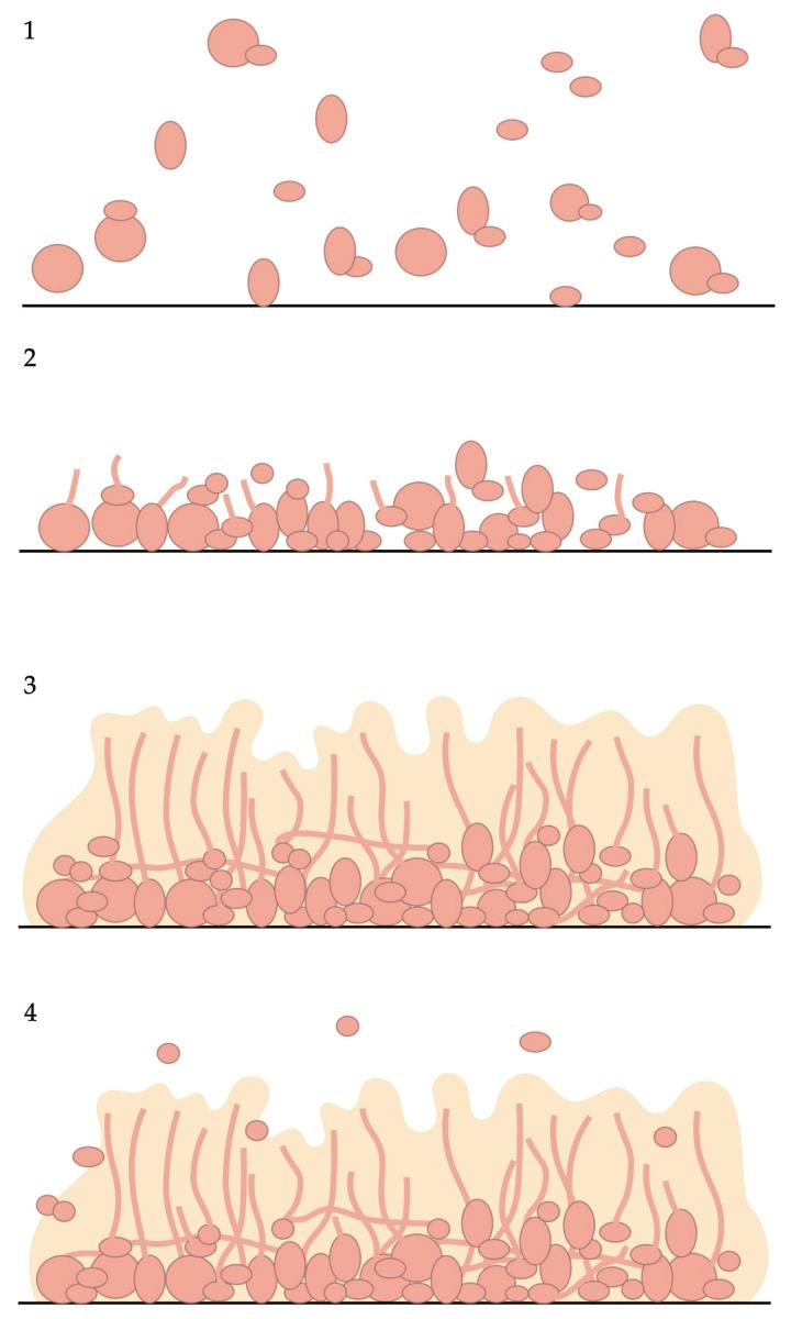 https://cdn.ncbi.nlm.nih.gov/pmc/blobs/4df6/12291794/c7014423e339/antibiotics-14-00718-g001.jpg