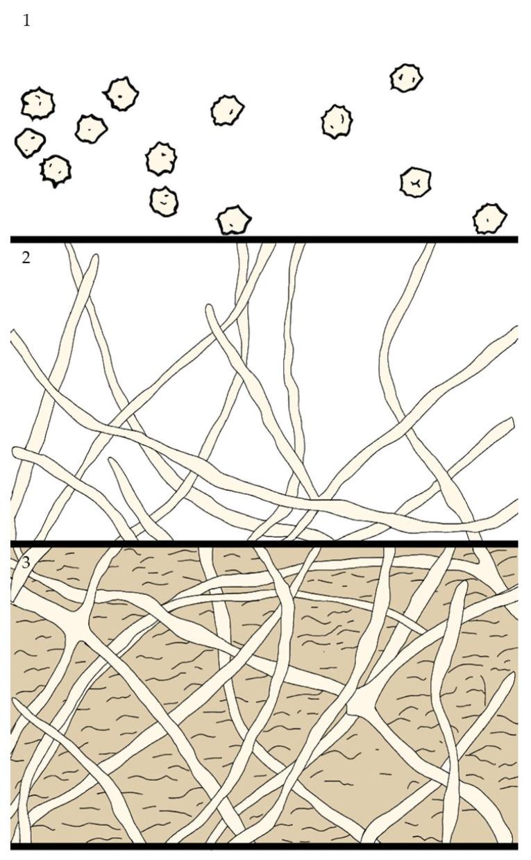 https://cdn.ncbi.nlm.nih.gov/pmc/blobs/4df6/12291794/cddfed136fd3/antibiotics-14-00718-g003.jpg