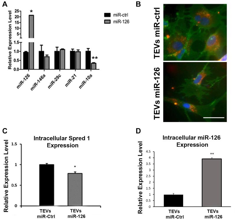 https://cdn.ncbi.nlm.nih.gov/pmc/blobs/4df6/7691285/ae5f00f55869/gr5.jpg