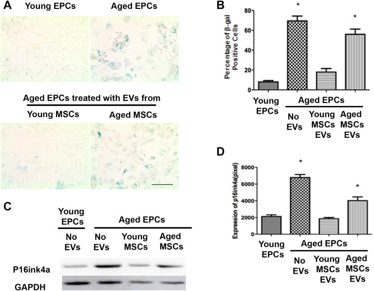 https://cdn.ncbi.nlm.nih.gov/pmc/blobs/4df6/7691285/e1f5dad46e82/gr3.jpg
