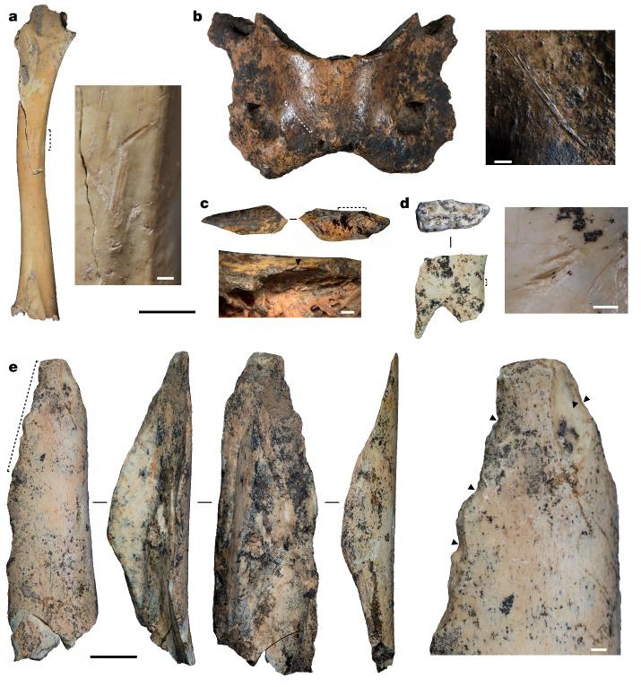 https://cdn.ncbi.nlm.nih.gov/pmc/blobs/4df7/11291277/8fd1a3242dbc/41586_2024_7612_Fig2_HTML.jpg