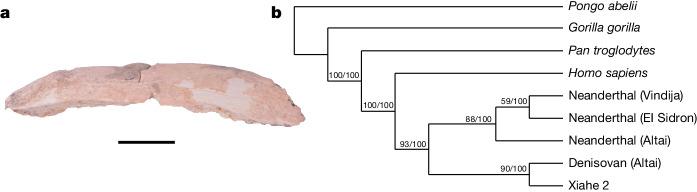 https://cdn.ncbi.nlm.nih.gov/pmc/blobs/4df7/11291277/b5fa9b46a614/41586_2024_7612_Fig3_HTML.jpg