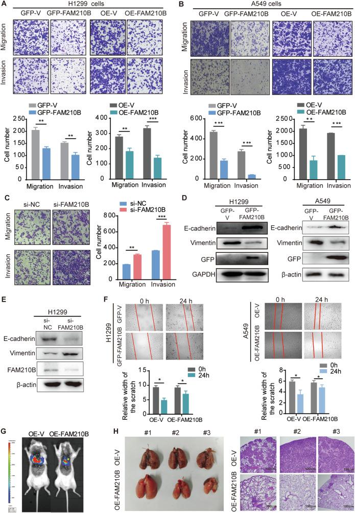 https://cdn.ncbi.nlm.nih.gov/pmc/blobs/4df8/11791038/8c3013a96236/41419_2025_7375_Fig3_HTML.jpg