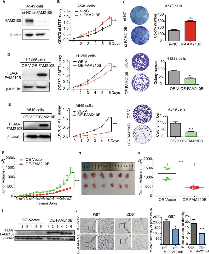 https://cdn.ncbi.nlm.nih.gov/pmc/blobs/4df8/11791038/e99bb51971c2/41419_2025_7375_Fig2_HTML.jpg