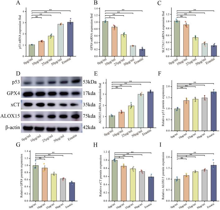 https://cdn.ncbi.nlm.nih.gov/pmc/blobs/4e00/12241094/338b56b26e97/fphar-16-1636149-g005.jpg