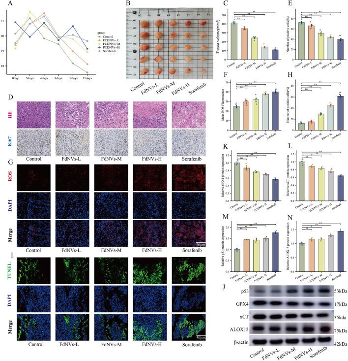 https://cdn.ncbi.nlm.nih.gov/pmc/blobs/4e00/12241094/b5971f27cca7/fphar-16-1636149-g006.jpg