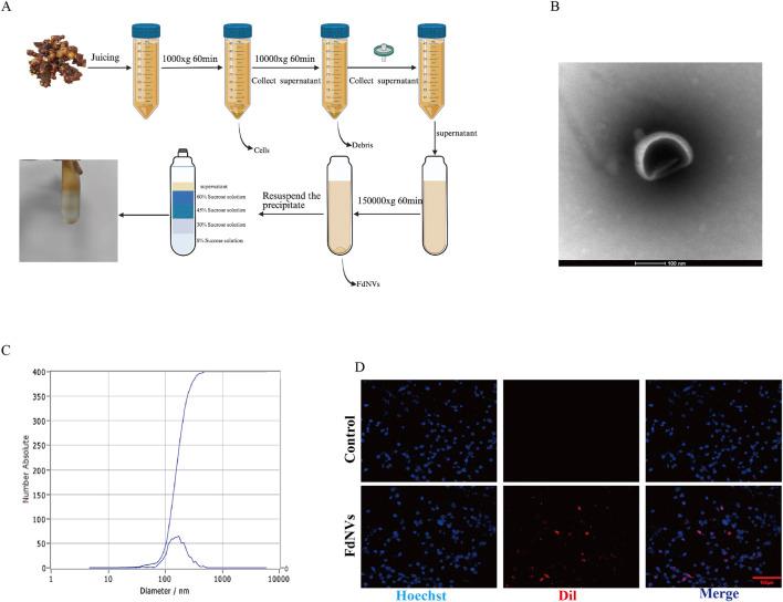 https://cdn.ncbi.nlm.nih.gov/pmc/blobs/4e00/12241094/c1a2b37e9658/fphar-16-1636149-g001.jpg