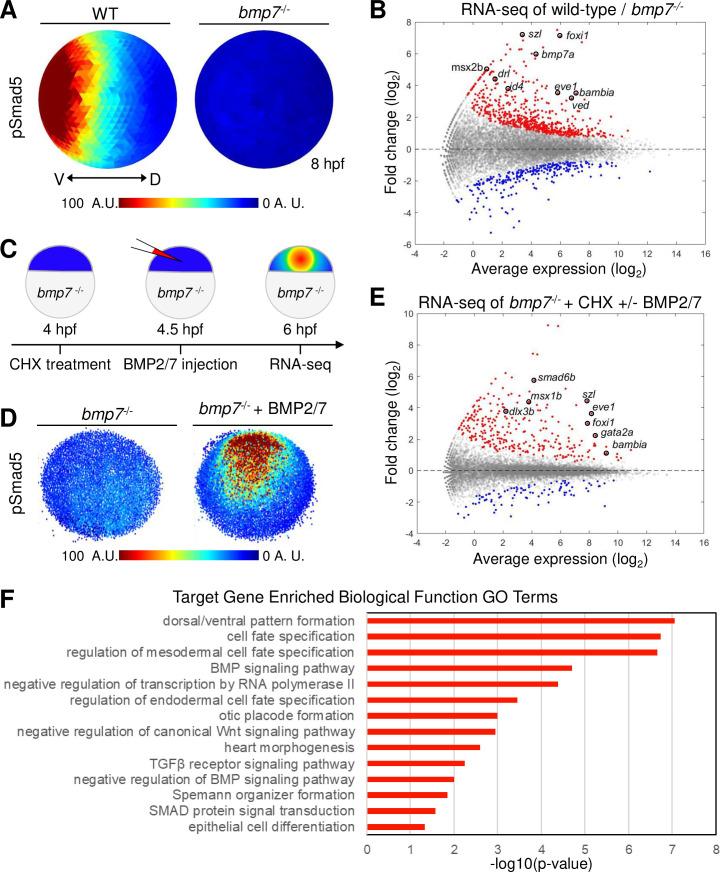 https://cdn.ncbi.nlm.nih.gov/pmc/blobs/4e06/7857602/a71bcf551049/pbio.3001059.g001.jpg