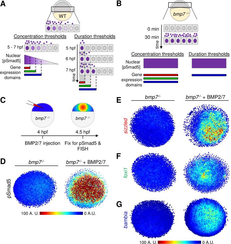 https://cdn.ncbi.nlm.nih.gov/pmc/blobs/4e06/7857602/eec9c799bdb7/pbio.3001059.g005.jpg