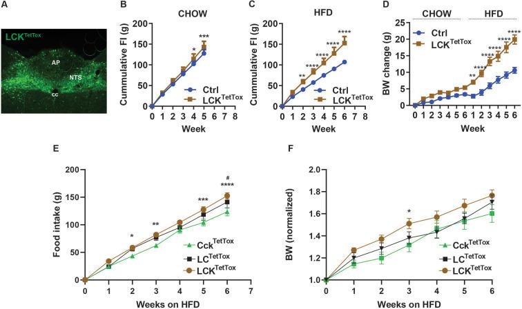 https://cdn.ncbi.nlm.nih.gov/pmc/blobs/4e07/10781422/00215c8b32bf/elife-85640-fig5.jpg