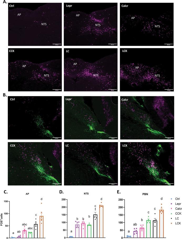 https://cdn.ncbi.nlm.nih.gov/pmc/blobs/4e07/10781422/9b22b6686bba/elife-85640-fig6.jpg