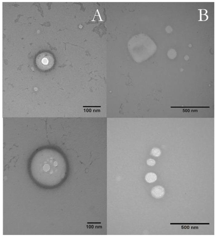 https://cdn.ncbi.nlm.nih.gov/pmc/blobs/4e07/8954626/43a7715289db/pharmaceutics-14-00583-g002.jpg