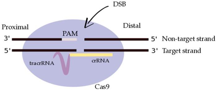 https://cdn.ncbi.nlm.nih.gov/pmc/blobs/4e0b/5456334/60d012406241/diseases-05-00006-g001.jpg