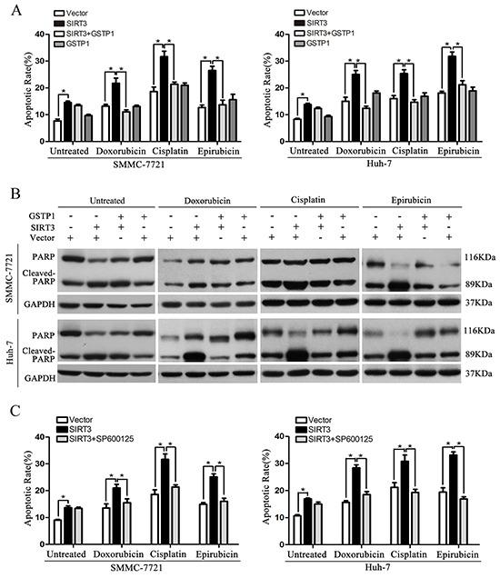 https://cdn.ncbi.nlm.nih.gov/pmc/blobs/4e0c/5226572/6b80708d9bc0/oncotarget-07-50117-g006.jpg