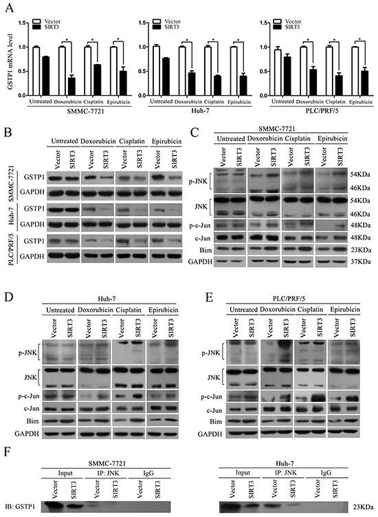 https://cdn.ncbi.nlm.nih.gov/pmc/blobs/4e0c/5226572/dd5817febf25/oncotarget-07-50117-g005.jpg