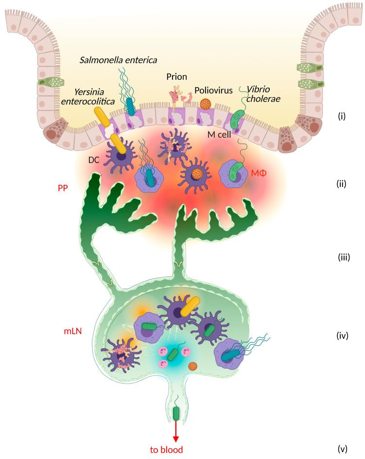 https://cdn.ncbi.nlm.nih.gov/pmc/blobs/4e0c/8946894/38a94b209263/cells-11-00979-g002.jpg