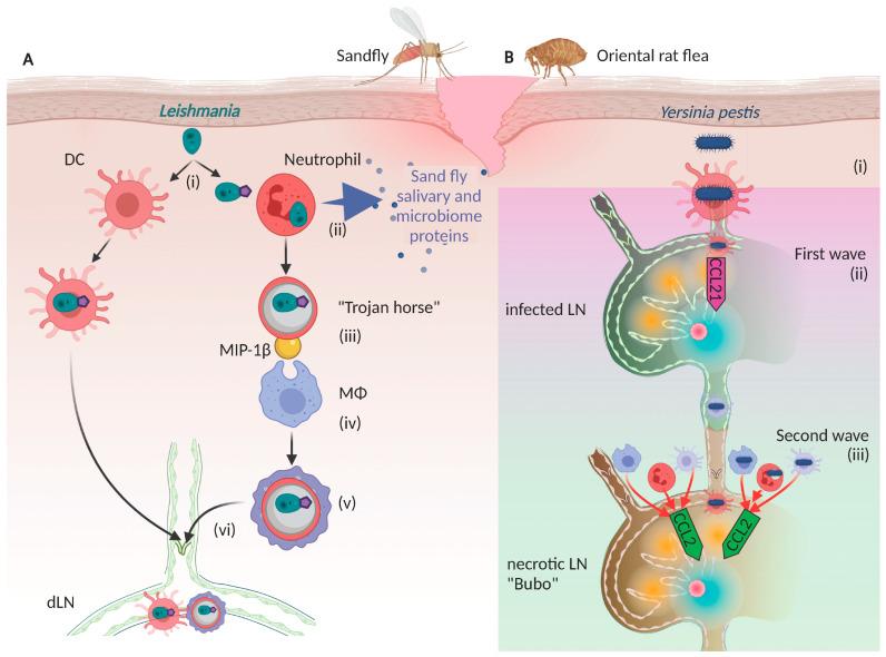 https://cdn.ncbi.nlm.nih.gov/pmc/blobs/4e0c/8946894/a65817f0baac/cells-11-00979-g001.jpg