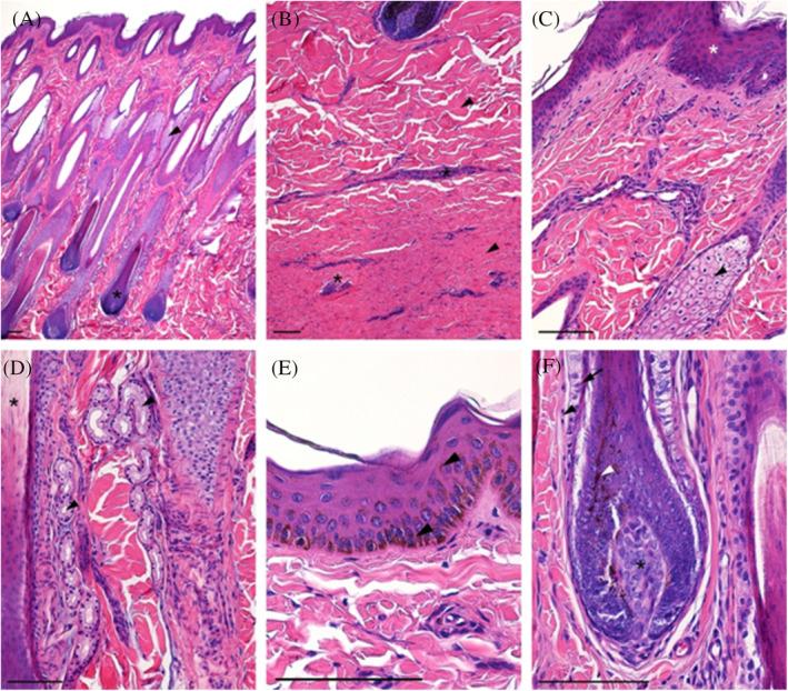 https://cdn.ncbi.nlm.nih.gov/pmc/blobs/4e0c/9308437/4f545bb7b166/JVIM-36-1508-g002.jpg