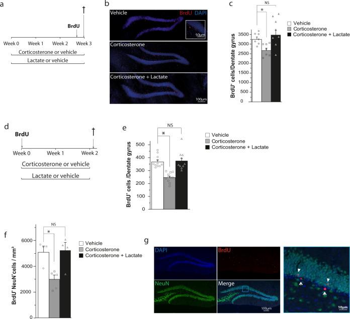 https://cdn.ncbi.nlm.nih.gov/pmc/blobs/4e0d/8760055/0d82dcc7cb2d/41380_2021_1122_Fig1_HTML.jpg