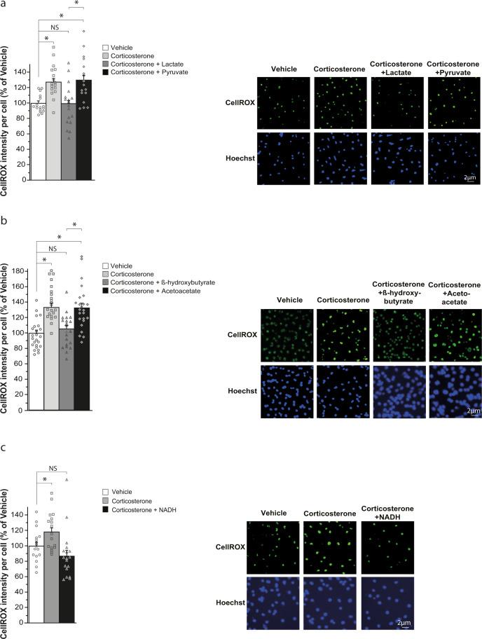 https://cdn.ncbi.nlm.nih.gov/pmc/blobs/4e0d/8760055/53e3285270cb/41380_2021_1122_Fig4_HTML.jpg