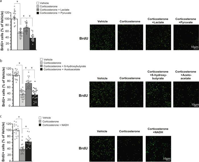 https://cdn.ncbi.nlm.nih.gov/pmc/blobs/4e0d/8760055/a2a784c30db9/41380_2021_1122_Fig5_HTML.jpg