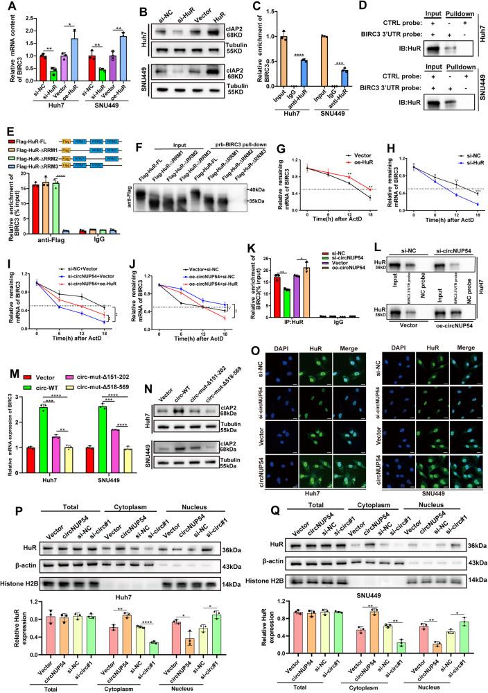 https://cdn.ncbi.nlm.nih.gov/pmc/blobs/4e10/10914787/2cdf0cafb5d6/41419_2024_6570_Fig6_HTML.jpg