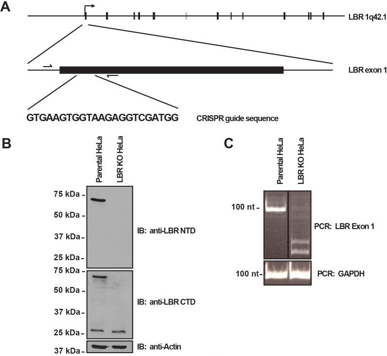 https://cdn.ncbi.nlm.nih.gov/pmc/blobs/4e10/4951196/a32c669b11d0/elife-16011-fig2-figsupp1.jpg