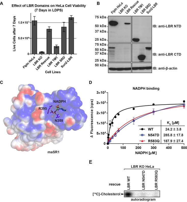 https://cdn.ncbi.nlm.nih.gov/pmc/blobs/4e10/4951196/c08462adb776/elife-16011-fig5.jpg