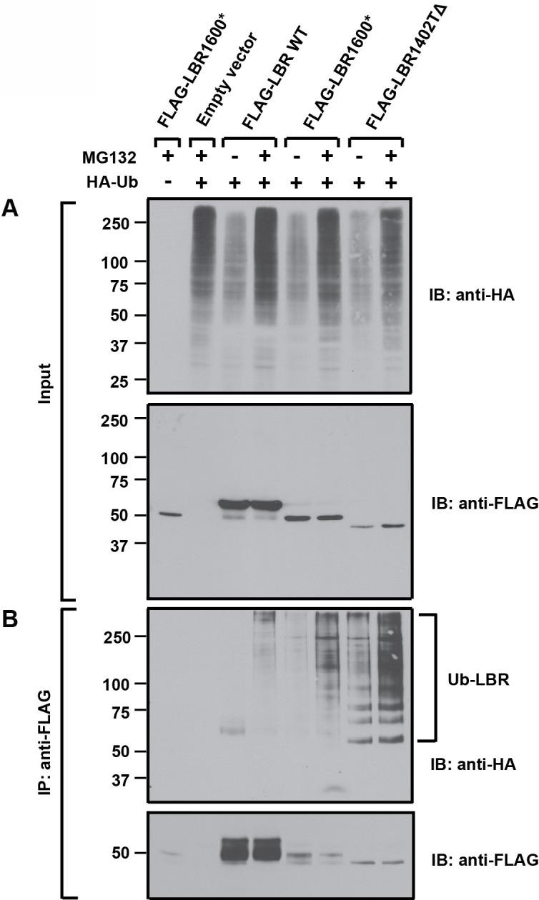 https://cdn.ncbi.nlm.nih.gov/pmc/blobs/4e10/4951196/eeba3481101c/elife-16011-fig7.jpg