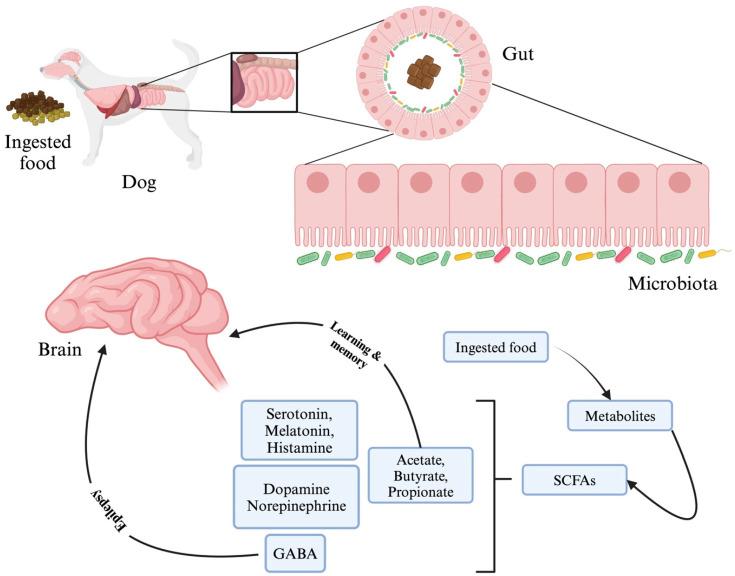 https://cdn.ncbi.nlm.nih.gov/pmc/blobs/4e14/11433972/42ad6152b17b/microorganisms-12-01831-g006.jpg