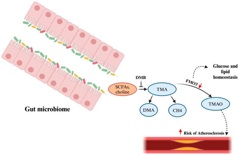 https://cdn.ncbi.nlm.nih.gov/pmc/blobs/4e14/11433972/e9139f9b5b4f/microorganisms-12-01831-g007.jpg