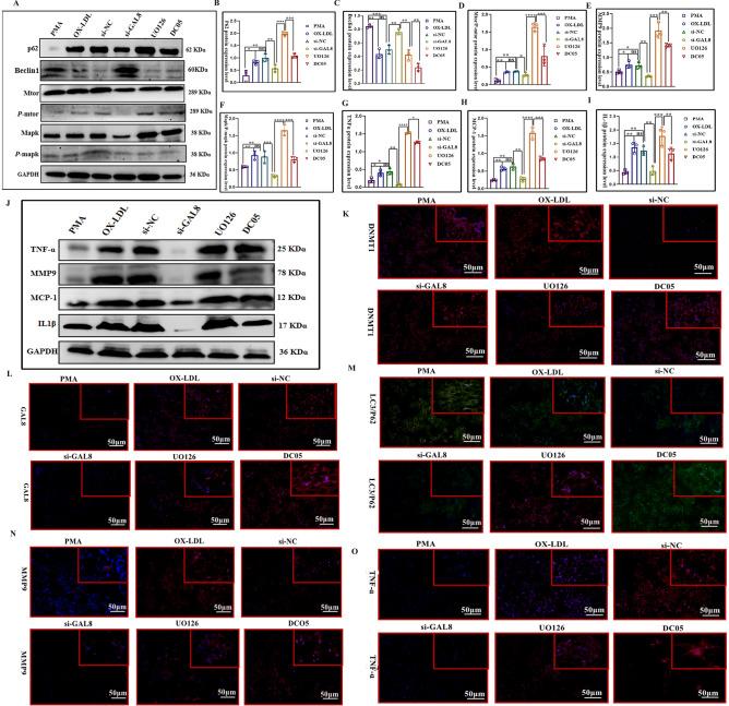 https://cdn.ncbi.nlm.nih.gov/pmc/blobs/4e14/11695939/537bd2be9b7b/41598_2024_85036_Fig6_HTML.jpg