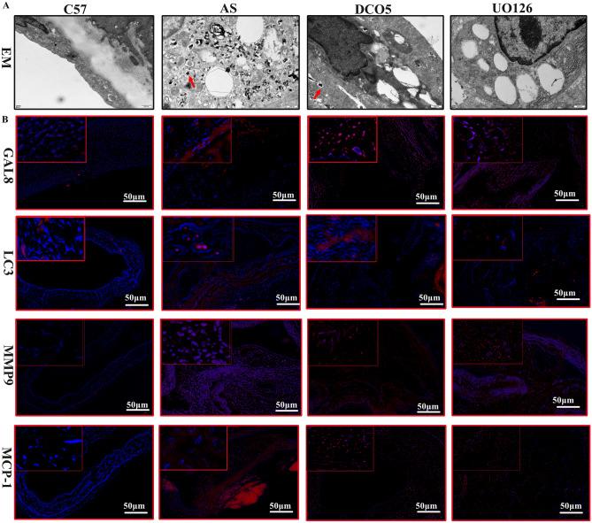 https://cdn.ncbi.nlm.nih.gov/pmc/blobs/4e14/11695939/9bc11b415676/41598_2024_85036_Fig4_HTML.jpg