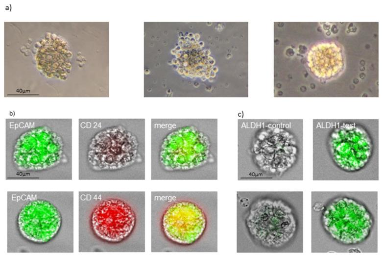 https://cdn.ncbi.nlm.nih.gov/pmc/blobs/4e17/8946779/3e3fd74e7b92/cancers-14-01476-g002.jpg