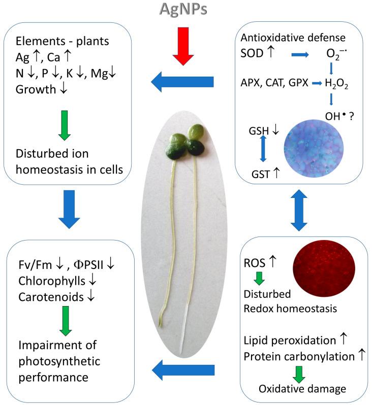 https://cdn.ncbi.nlm.nih.gov/pmc/blobs/4e17/9861787/4e59673ebdae/plants-12-00343-g003.jpg