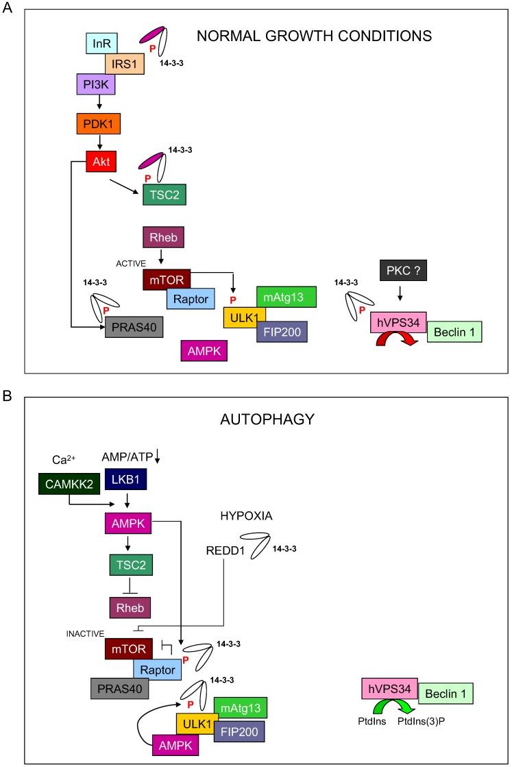 https://cdn.ncbi.nlm.nih.gov/pmc/blobs/4e19/3901138/15b0fe2a18ba/cells-01-00754-g001.jpg