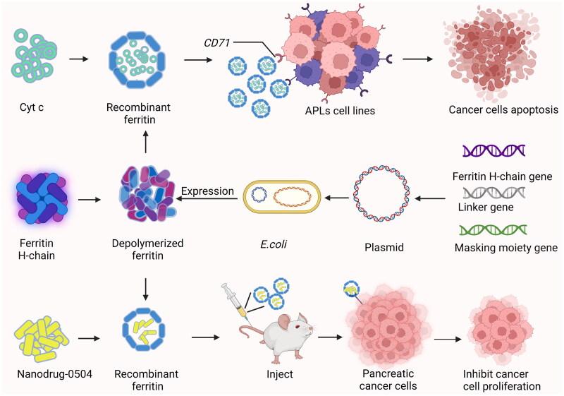 https://cdn.ncbi.nlm.nih.gov/pmc/blobs/4e1a/10236959/cad784526dbd/IENZ_A_2219868_F0006_C.jpg