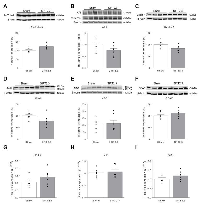 https://cdn.ncbi.nlm.nih.gov/pmc/blobs/4e1b/8003096/1718480cdab2/ijms-22-03107-g005.jpg