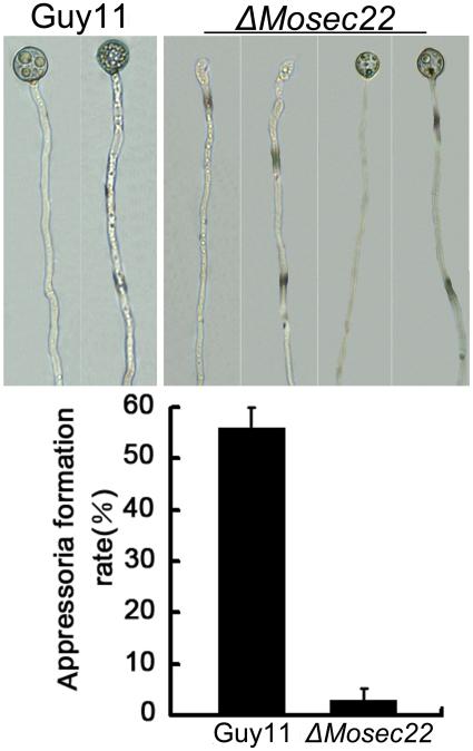 https://cdn.ncbi.nlm.nih.gov/pmc/blobs/4e1c/2950850/70665c634da7/pone.0013193.g005.jpg