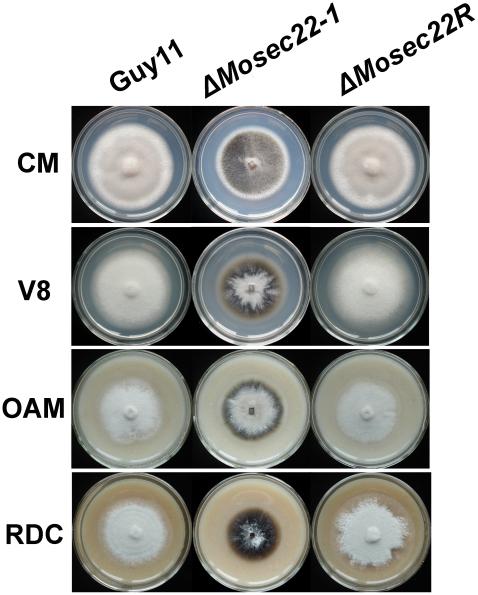https://cdn.ncbi.nlm.nih.gov/pmc/blobs/4e1c/2950850/96303e9bf504/pone.0013193.g003.jpg