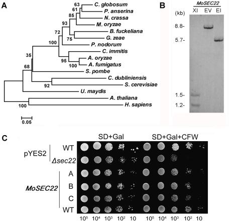 https://cdn.ncbi.nlm.nih.gov/pmc/blobs/4e1c/2950850/d3bc0311ea44/pone.0013193.g001.jpg