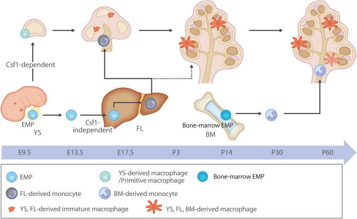 https://cdn.ncbi.nlm.nih.gov/pmc/blobs/4e1d/10762055/55161fc4a08b/41598_2023_50634_Fig1_HTML.jpg