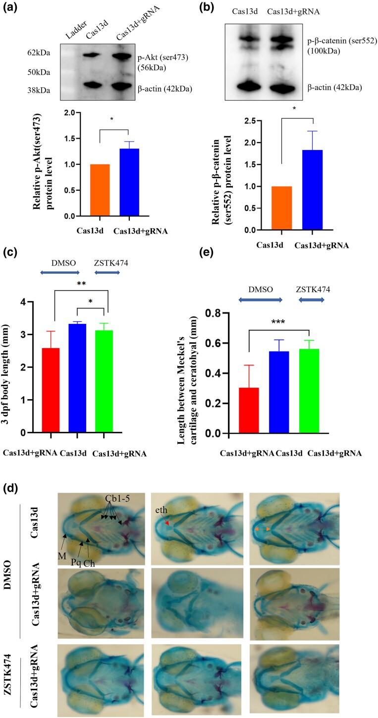 https://cdn.ncbi.nlm.nih.gov/pmc/blobs/4e1d/10917512/a2c037e30816/jkad298f5.jpg