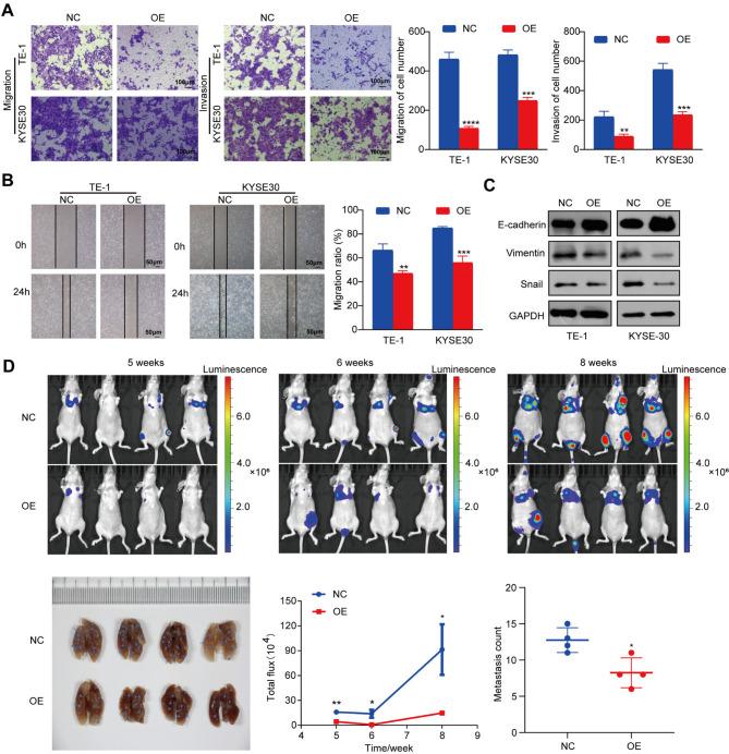 https://cdn.ncbi.nlm.nih.gov/pmc/blobs/4e1e/12125856/6106f4afd54e/12885_2025_14390_Fig3_HTML.jpg