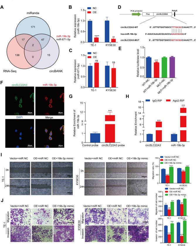 https://cdn.ncbi.nlm.nih.gov/pmc/blobs/4e1e/12125856/77ec351f5b89/12885_2025_14390_Fig4_HTML.jpg