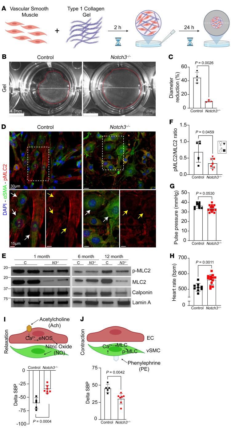 https://cdn.ncbi.nlm.nih.gov/pmc/blobs/4e20/10786701/f8041e40a166/jci-134-166134-g232.jpg