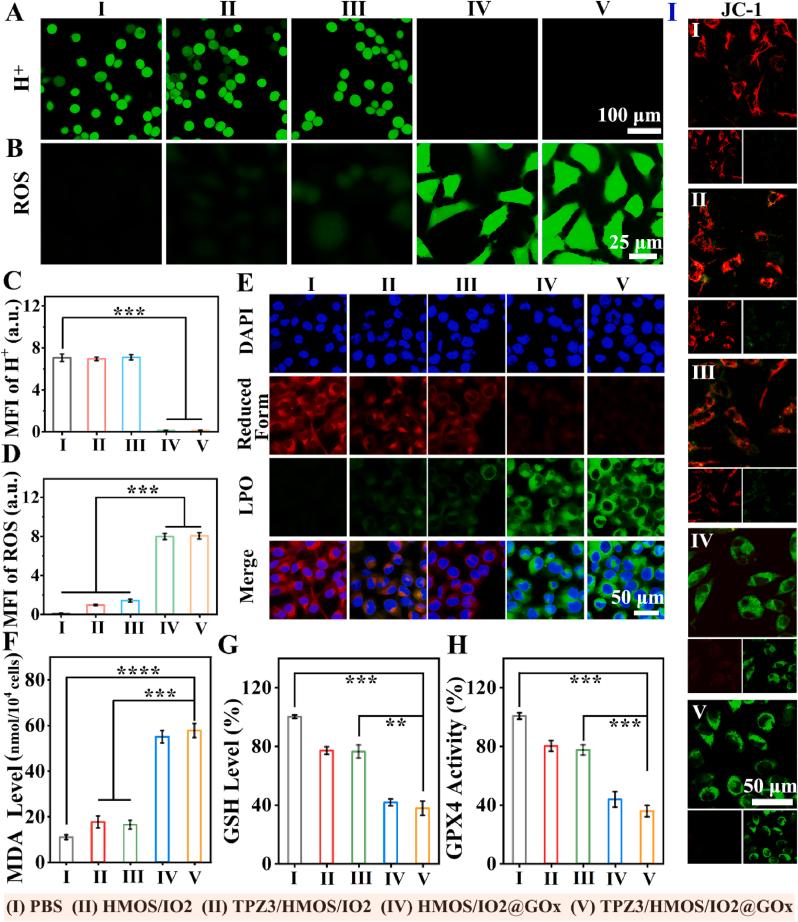 https://cdn.ncbi.nlm.nih.gov/pmc/blobs/4e2a/12145561/15d5eb98c1de/gr5.jpg
